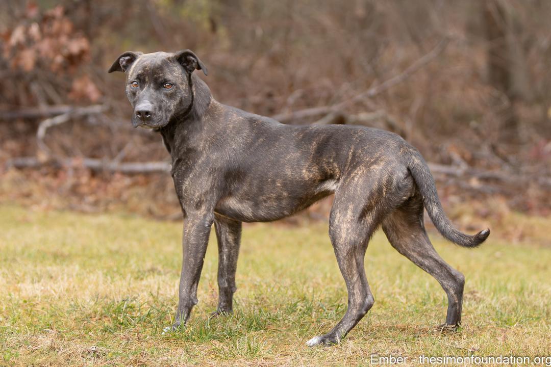 Ember, Adoptable, Adult Female Labrador Retriever.