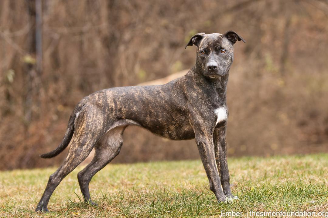 Enlarge Ember, a Adoptable mixed breed in Bloomfield, CT image 3/3