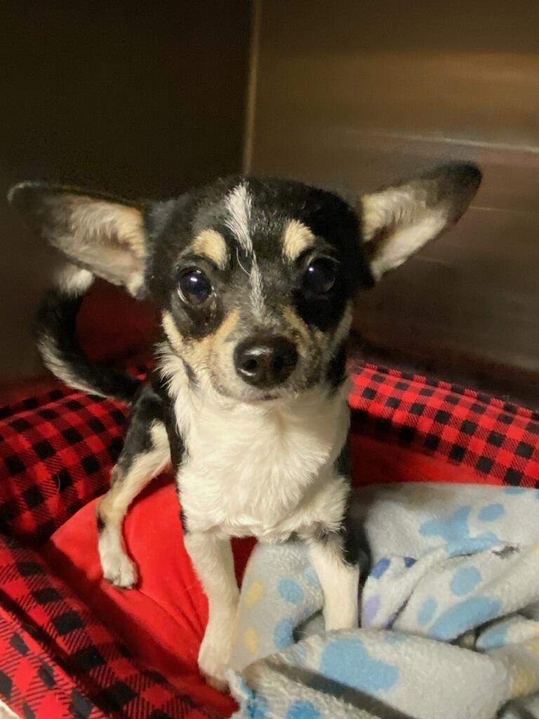 Skittles, adopted, Adult Male Chihuahua.