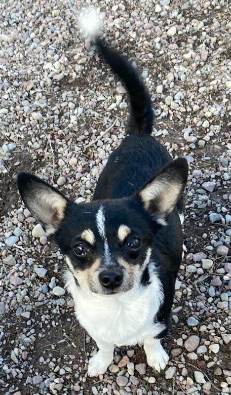 Enlarge Skittles, an adopted Chihuahua in Polson, MT image 3/4