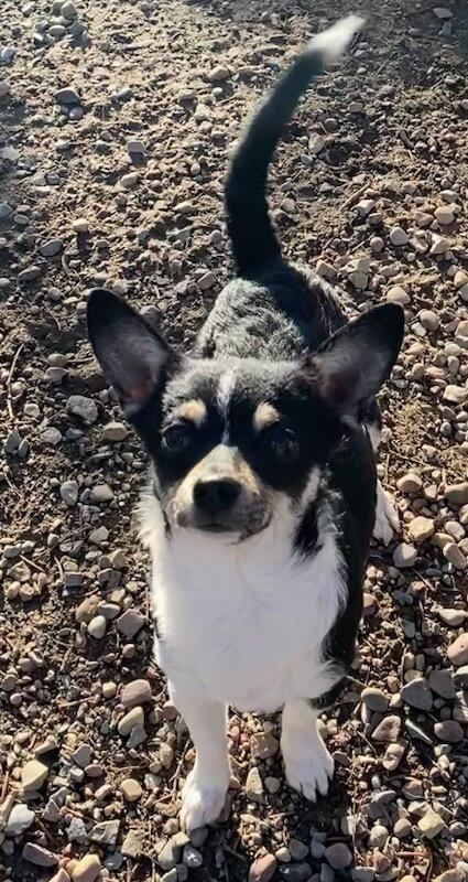 Enlarge Skittles, an adopted Chihuahua in Polson, MT image 4/4