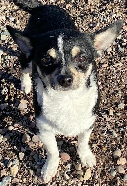 Enlarge Skittles, an adopted Chihuahua in Polson, MT image 2/4