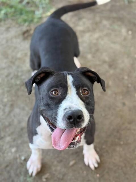 Enlarge LOTUS, a Adoptable Pit Bull Terrier in Riverside, CA image 1/1