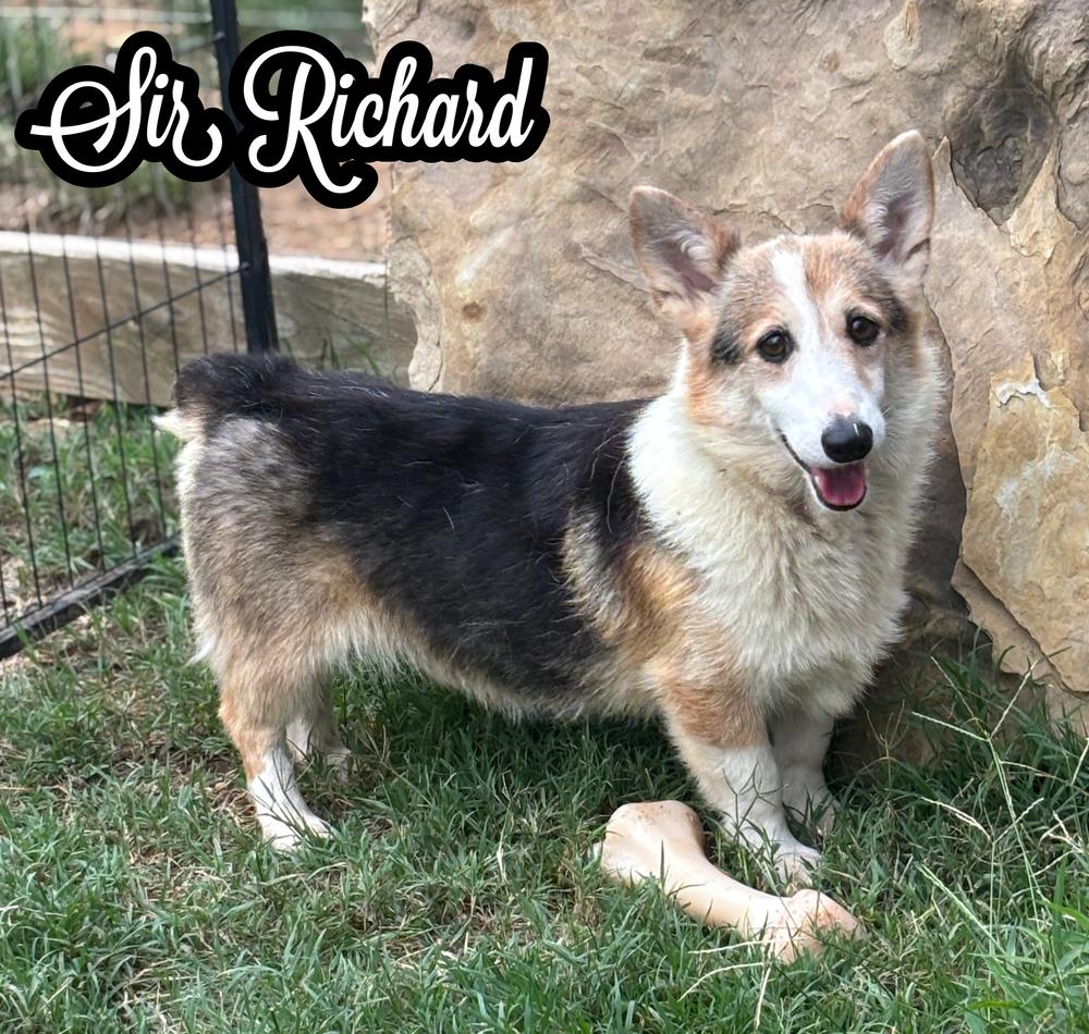 Sir Richard, Adoptable, Adult Male Corgi.