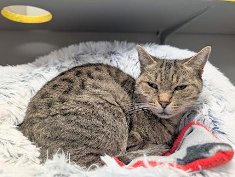 Lilabet, Adoptable, Senior Female Domestic Short Hair.