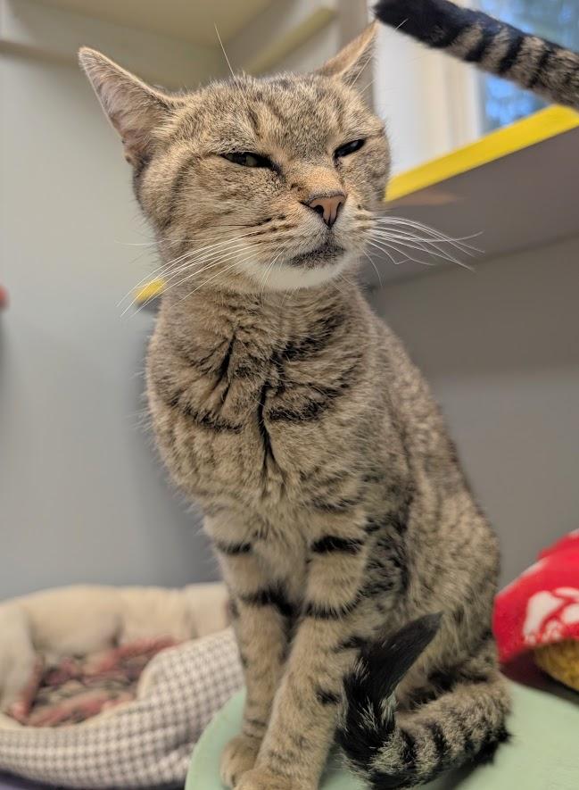 Lilabet, a Adoptable mixed breed in Waupun, WI image 2/4