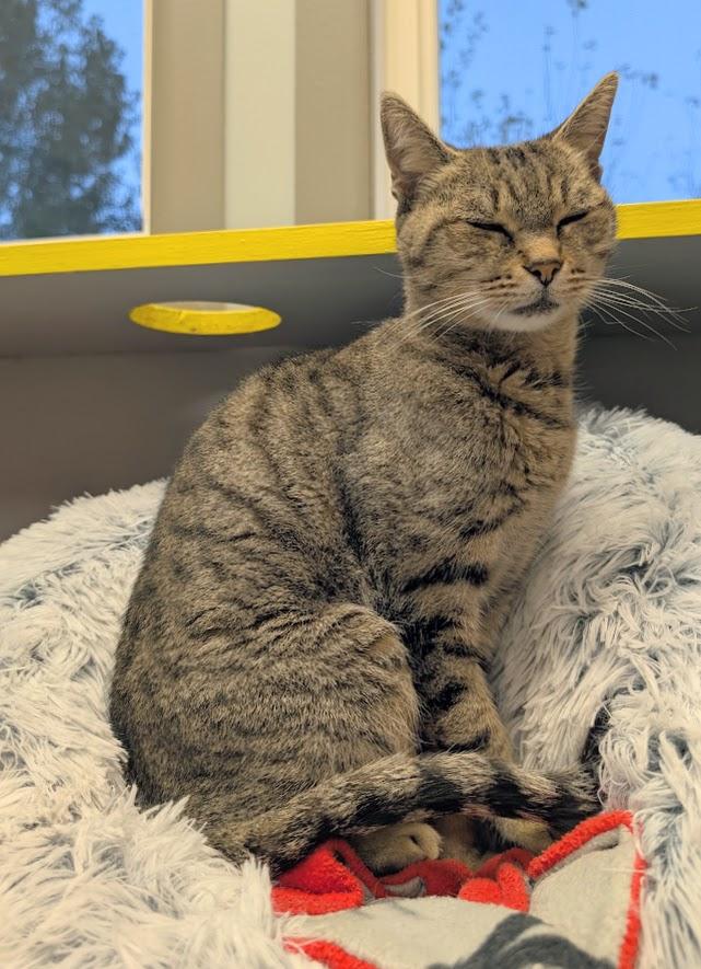 Lilabet, a Adoptable mixed breed in Waupun, WI image 3/4