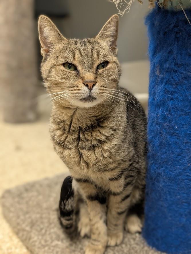 Lilabet, a Adoptable mixed breed in Waupun, WI image 4/4