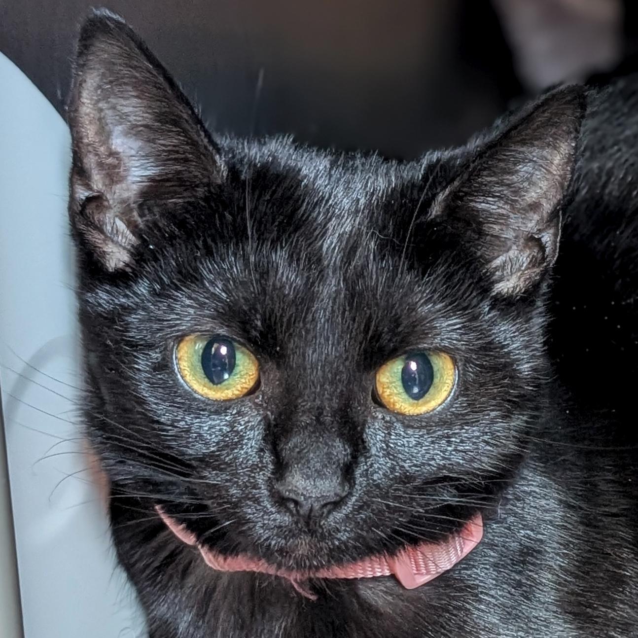 Enlarge Purple, an adopted Domestic Short Hair in Jefferson, WI image 1/1