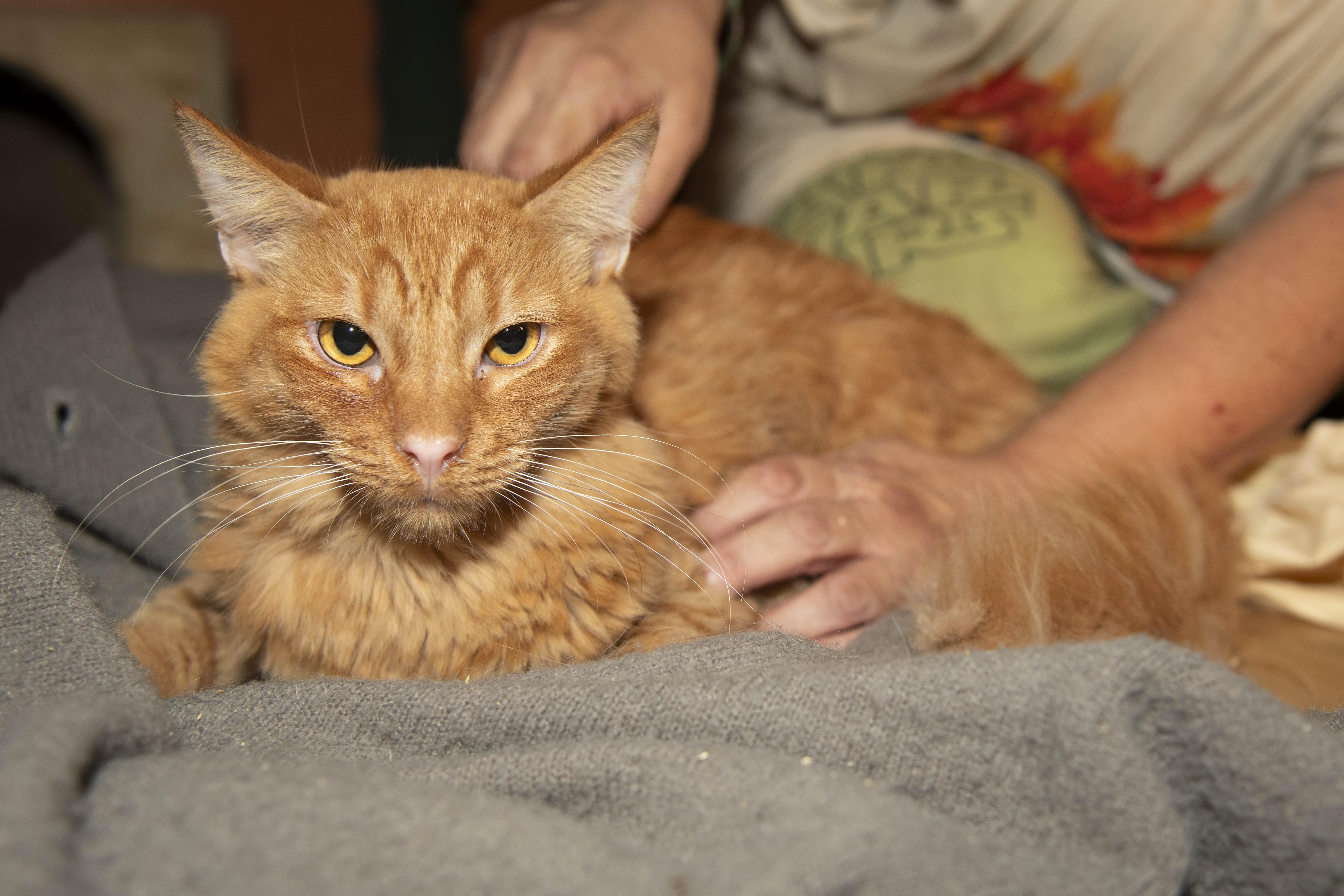 Mufasa, Adoptable, Young Male Tabby.