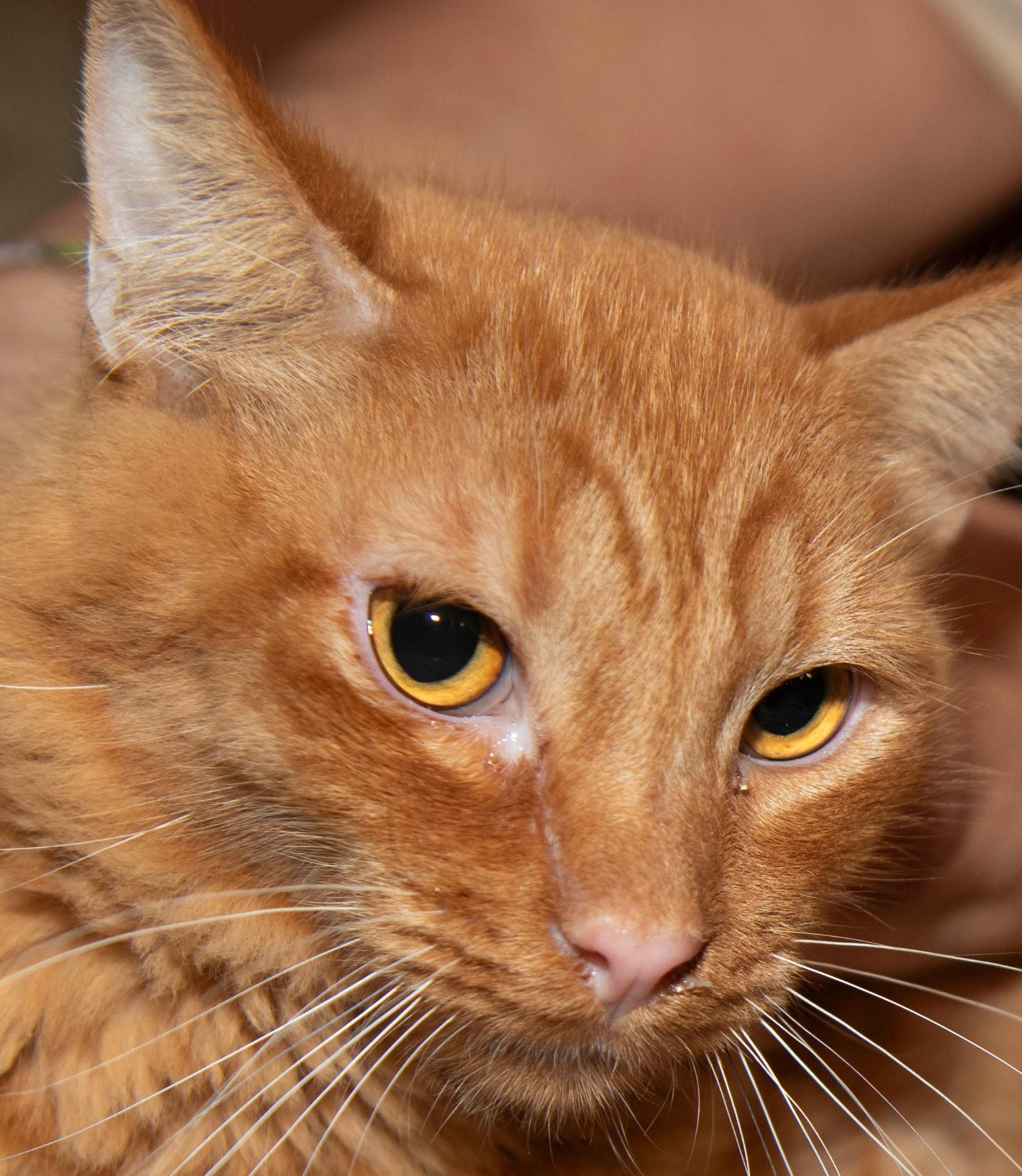 Mufasa, Adoptable, Young Male Tabby.