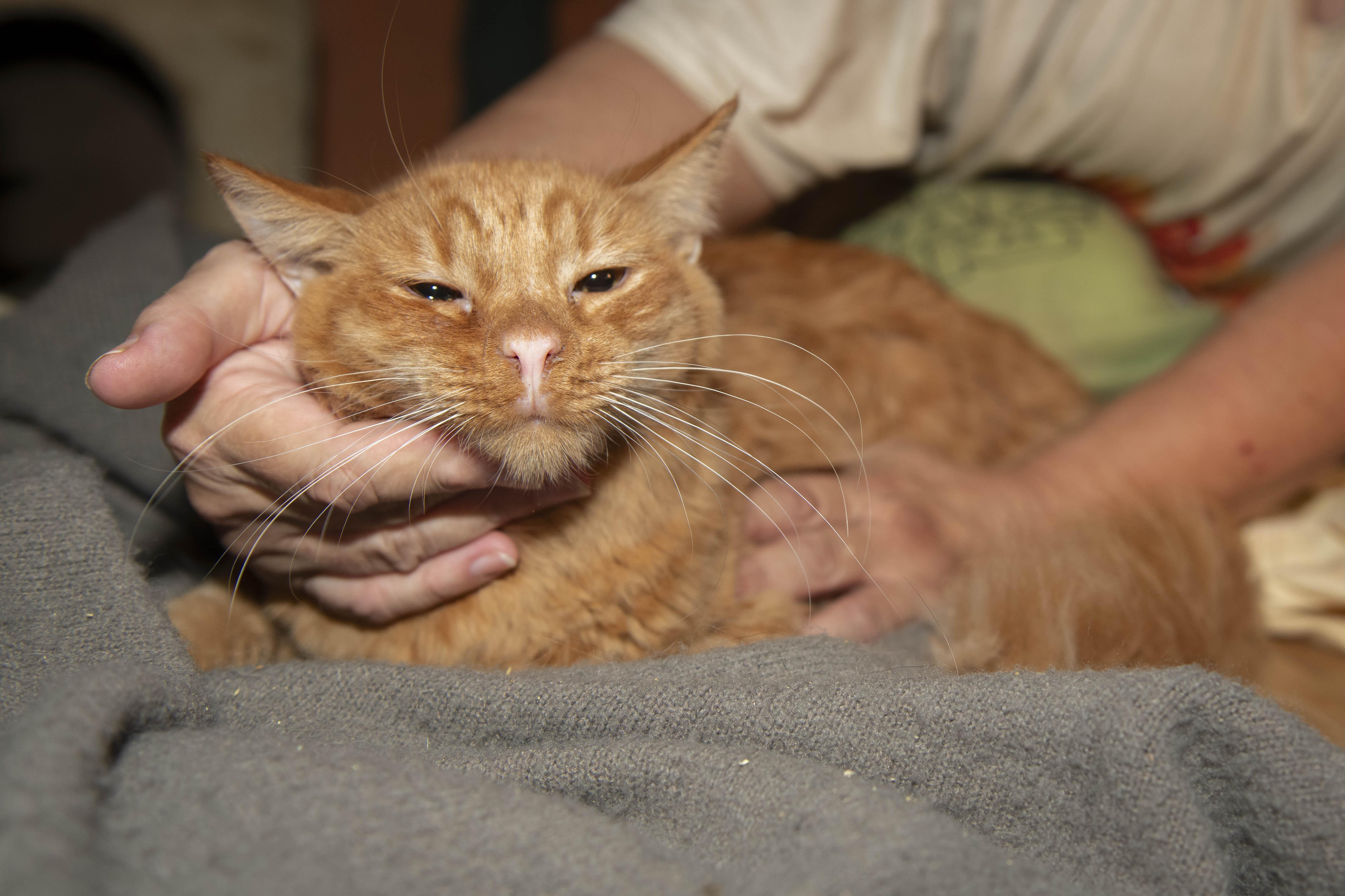 Enlarge Mufasa, a Adoptable Tabby in Panorama City, CA image 3/3