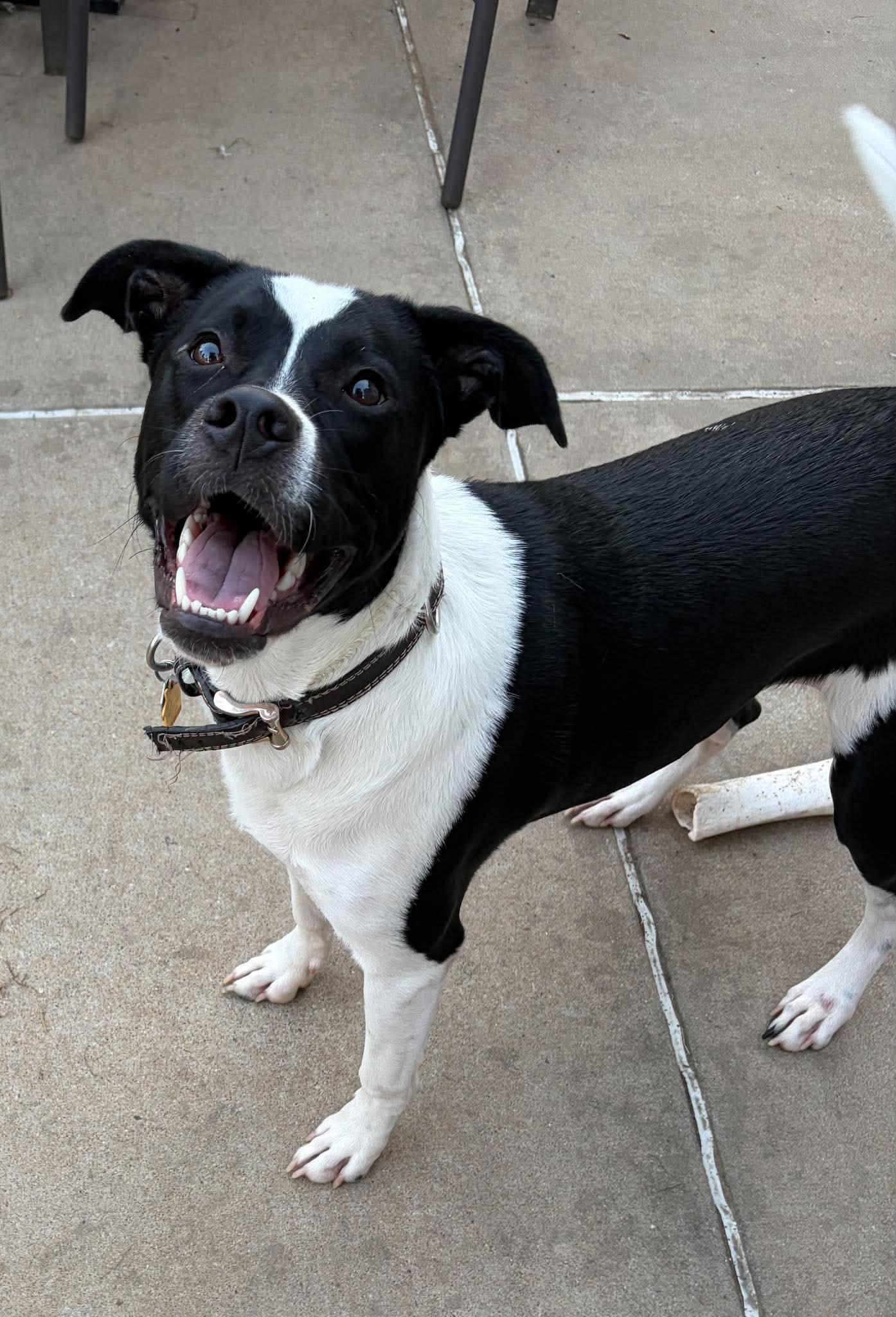 Enlarge Cy, a Adoptable mixed breed in O'Fallon, MO image 3/6