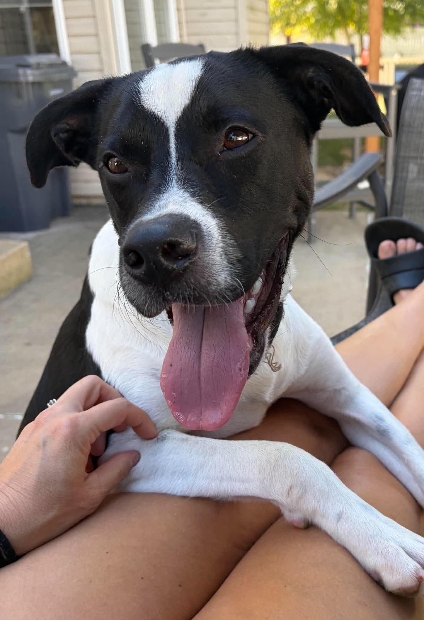 Cy, Adoptable, Adult Male American Staffordshire Terrier & Labrador Retriever.