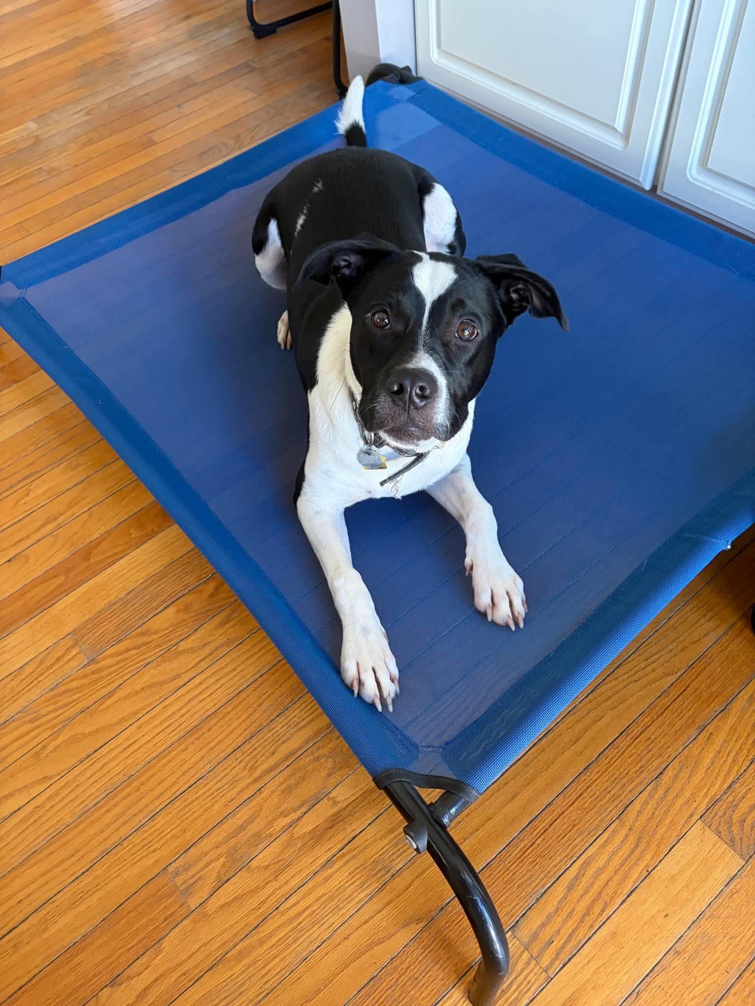Enlarge Cy, a Adoptable mixed breed in O'Fallon, MO image 5/6
