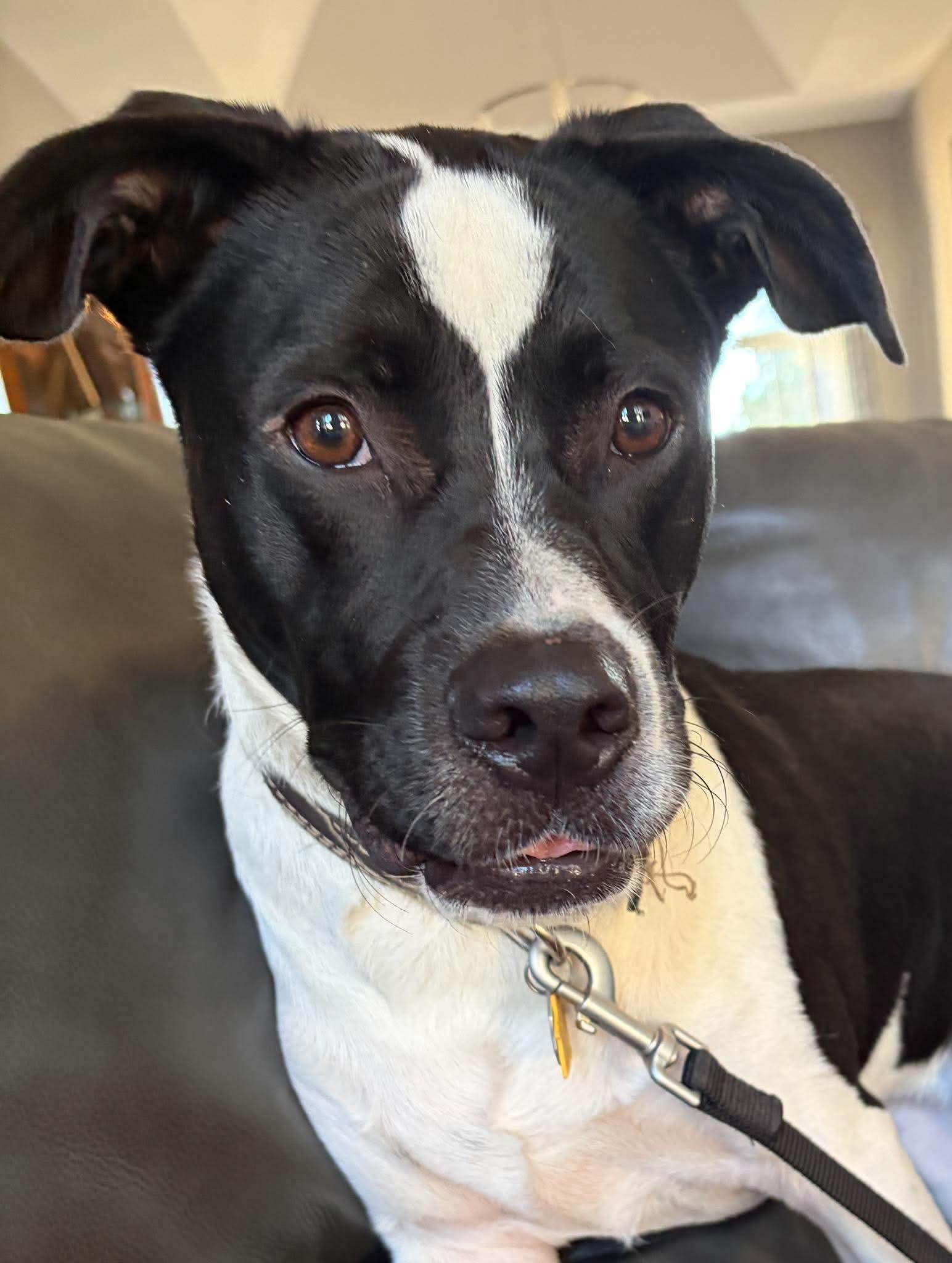 Enlarge Cy, a Adoptable mixed breed in O'Fallon, MO image 2/6