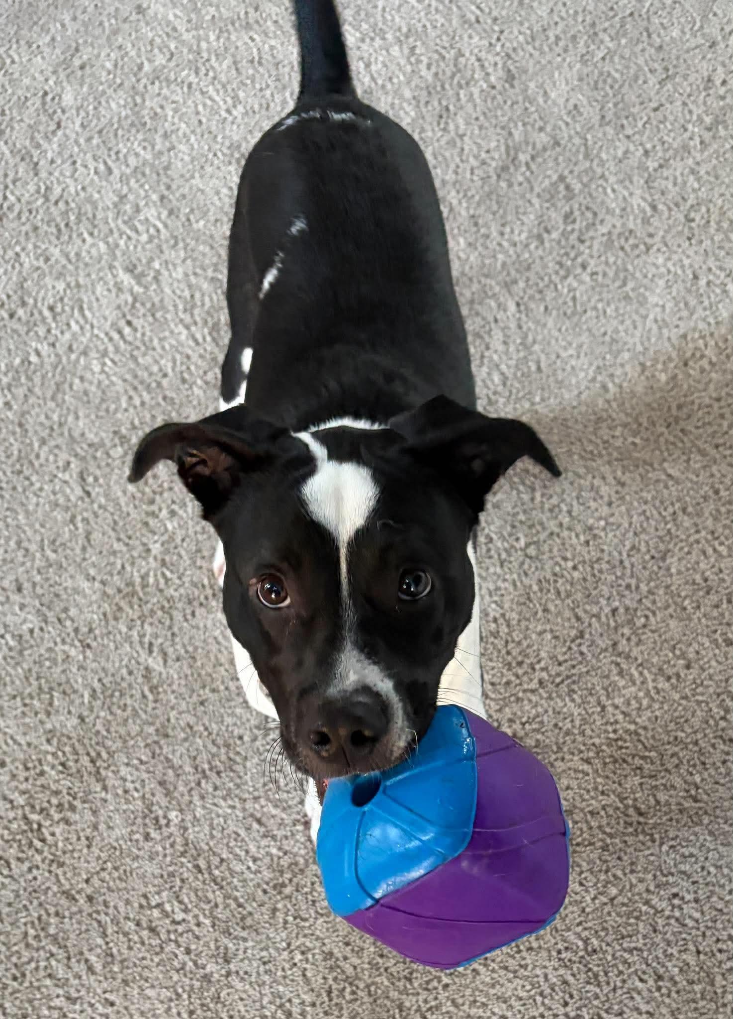 Enlarge Cy, a Adoptable mixed breed in O'Fallon, MO image 6/6