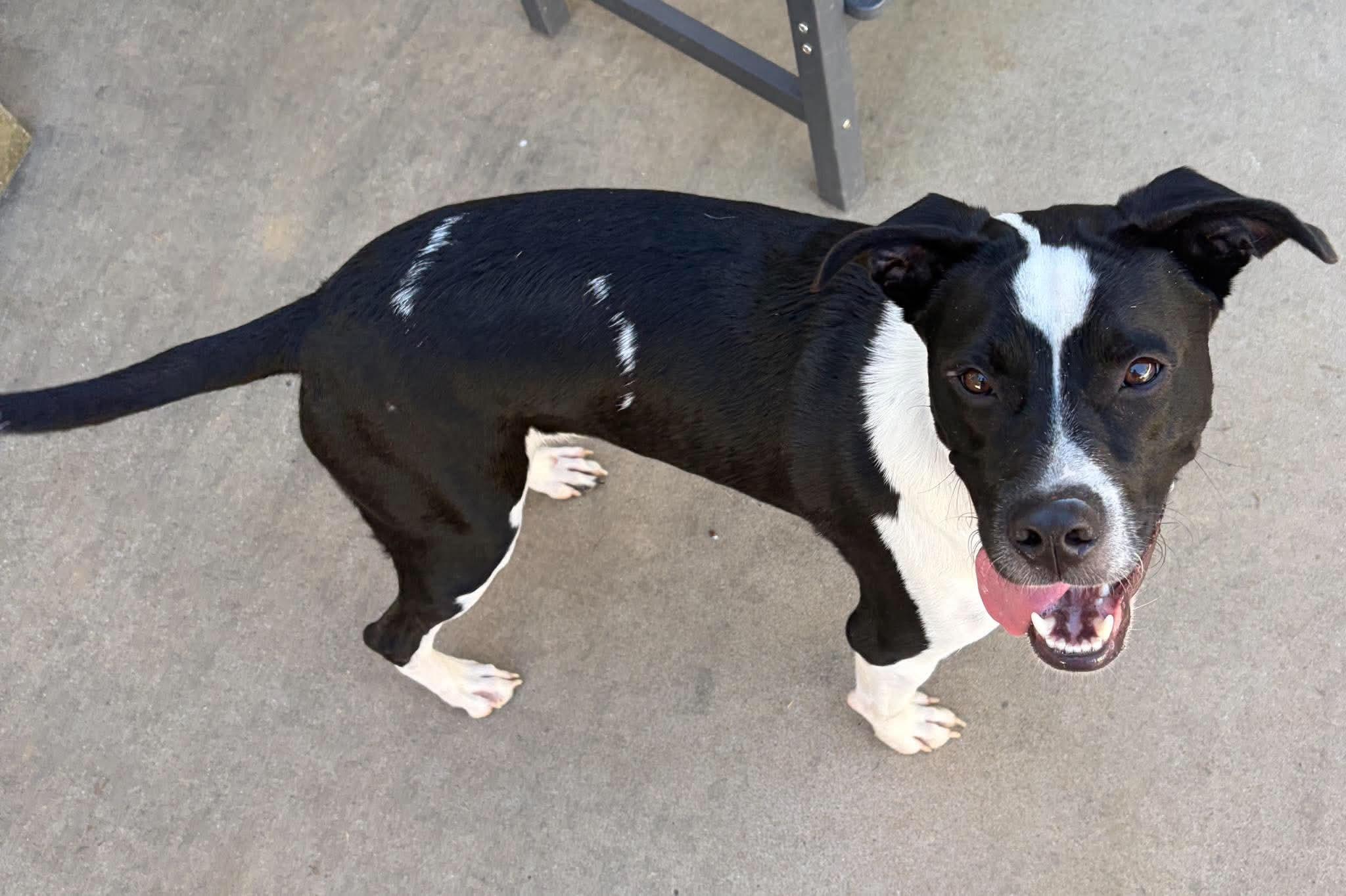 Enlarge Cy, a Adoptable mixed breed in O'Fallon, MO image 4/6