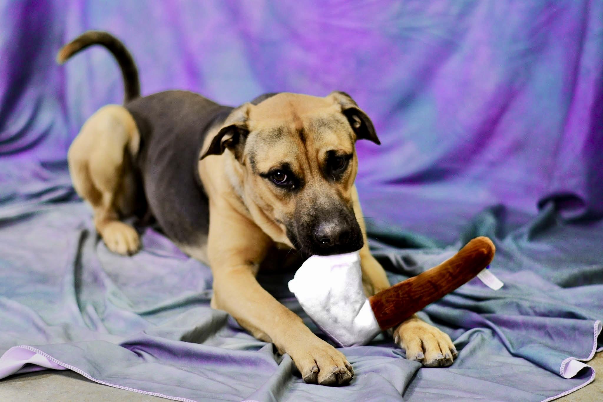 JASON, a Adoptable mixed breed in Media, PA image 1/4
