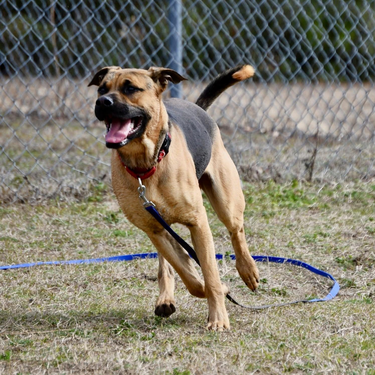 JASON, a Adoptable mixed breed in Media, PA image 2/4