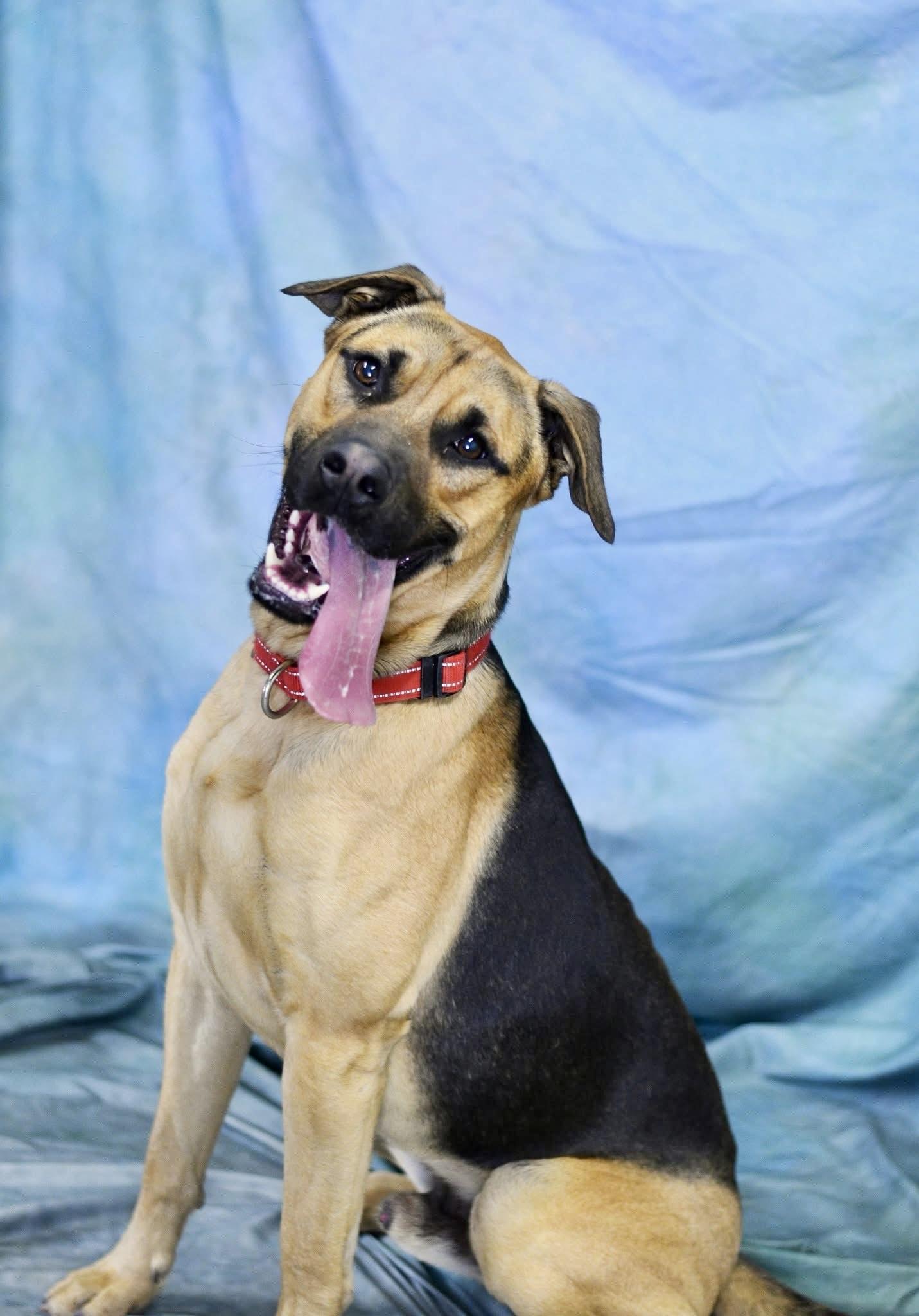 JASON, a Adoptable mixed breed in Media, PA image 3/4