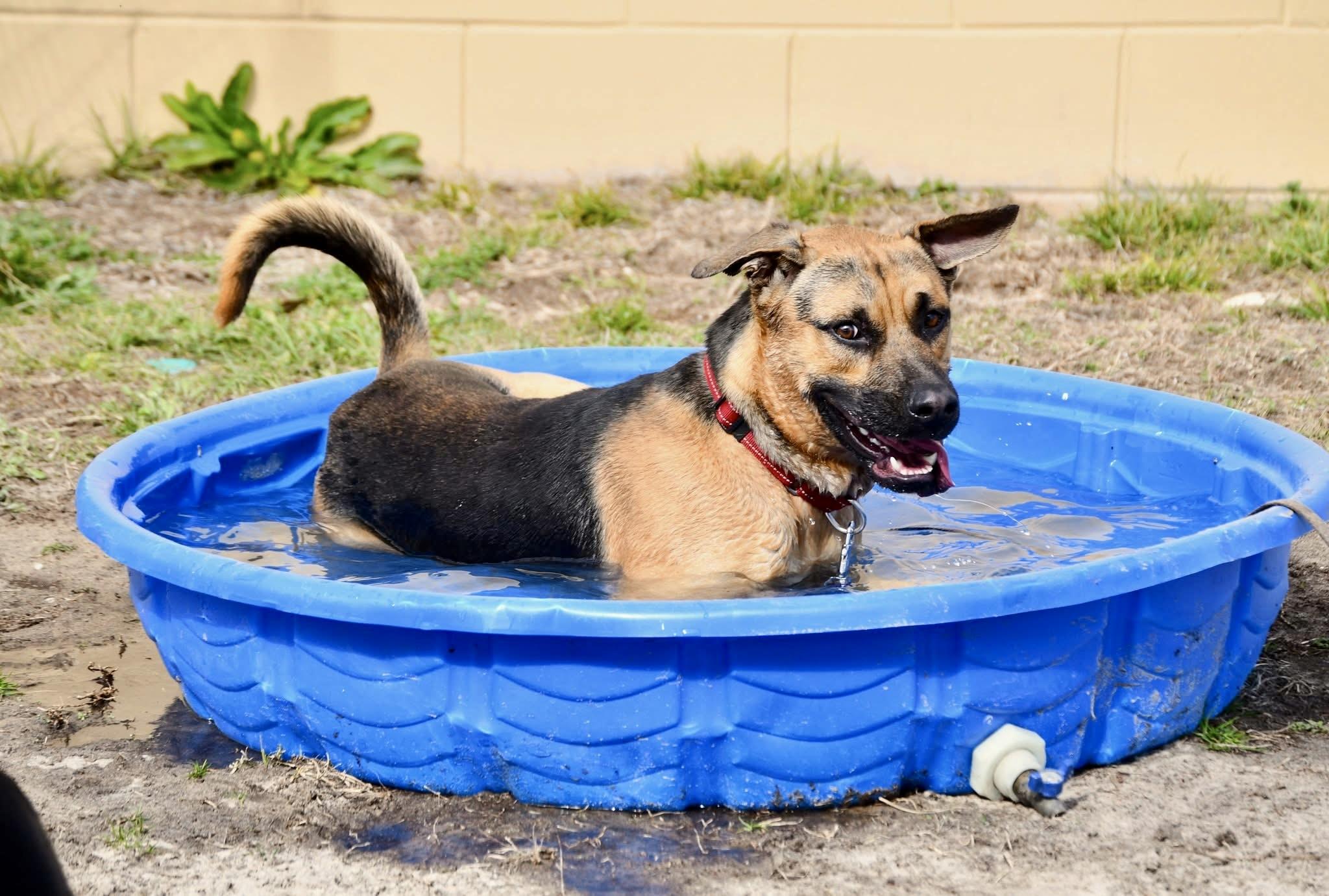 JASON, a Adoptable mixed breed in Media, PA image 4/4