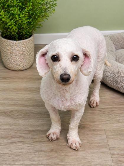 Khloe, Adoptable, Adult Female Bichon Frise.