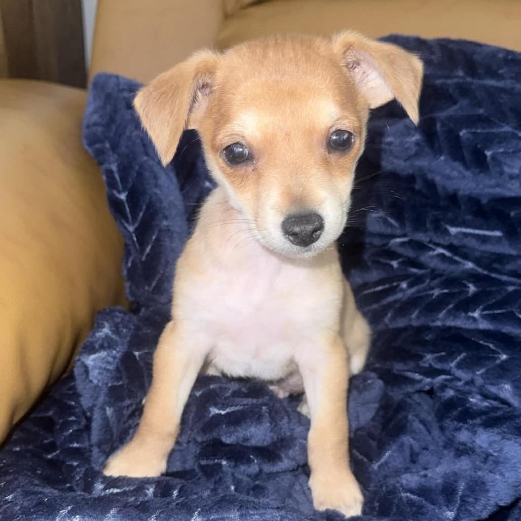 Enlarge Hoosier, a Adoptable Chihuahua in Montgomery, TX image 2/2