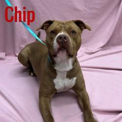 Chip, Adult Male unknown