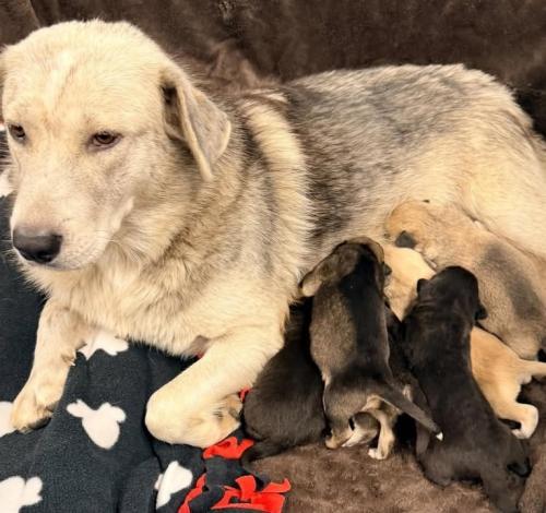 Phoenix, Adoptable, Adult Female Shepherd.