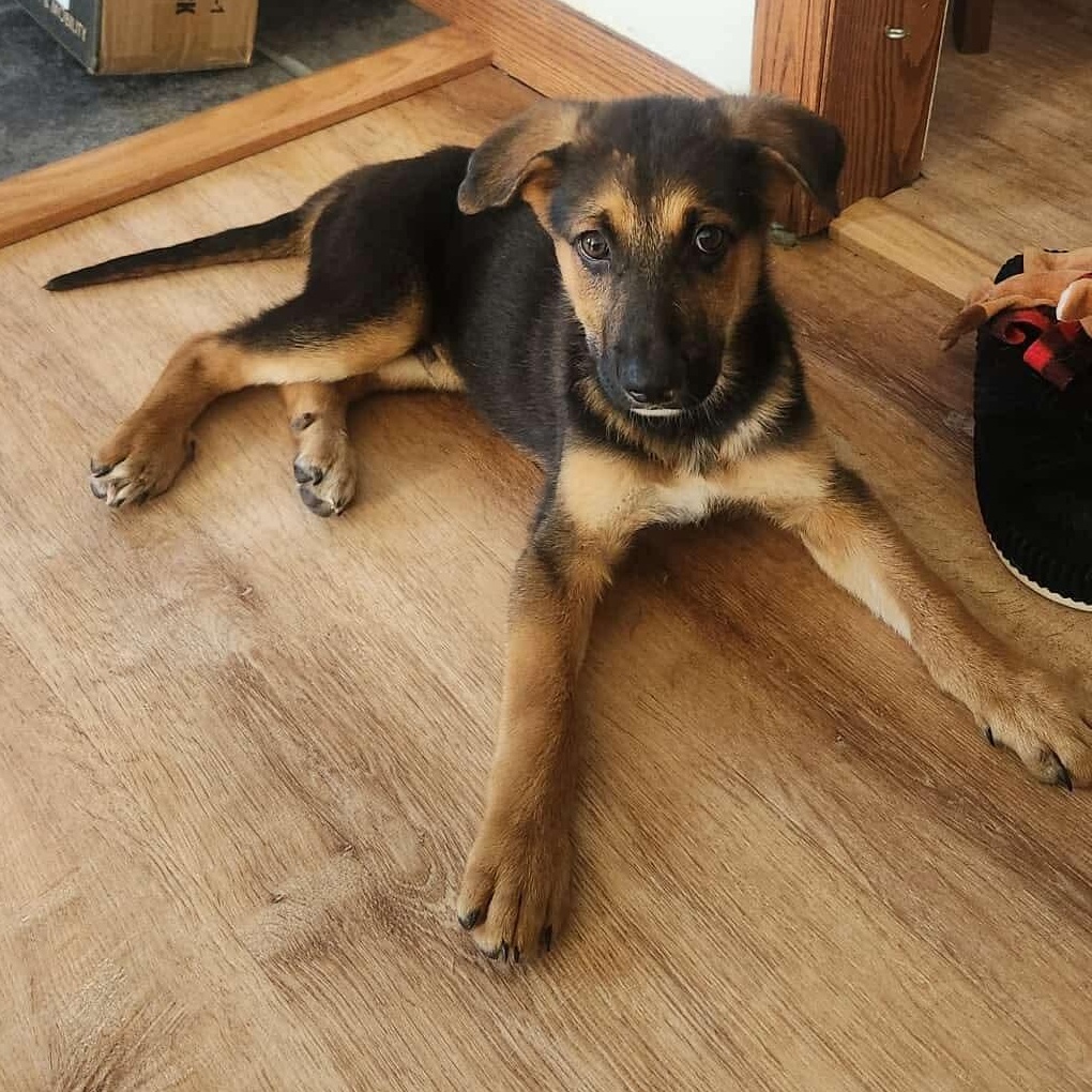 Frankie