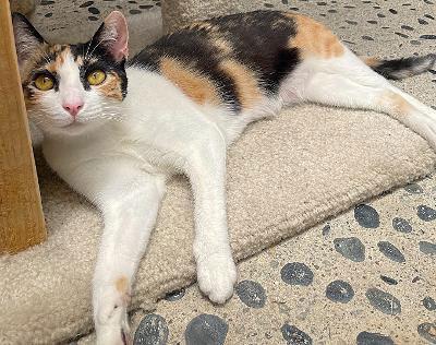Calypso, Adoptable, Young Female Calico & Tuxedo.