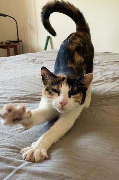 Calypso, a Adoptable mixed breed in Ventura, CA image 2/3