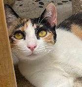 Calypso, a Adoptable mixed breed in Ventura, CA image 3/3