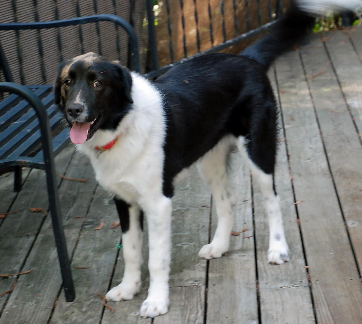 RIO, a Adoptable mixed breed in Felton, CA image 5/5