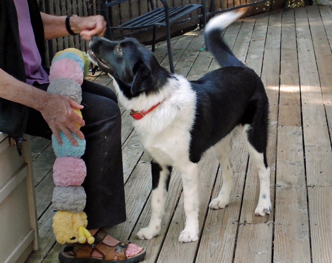 RIO, a Adoptable mixed breed in Felton, CA image 3/5