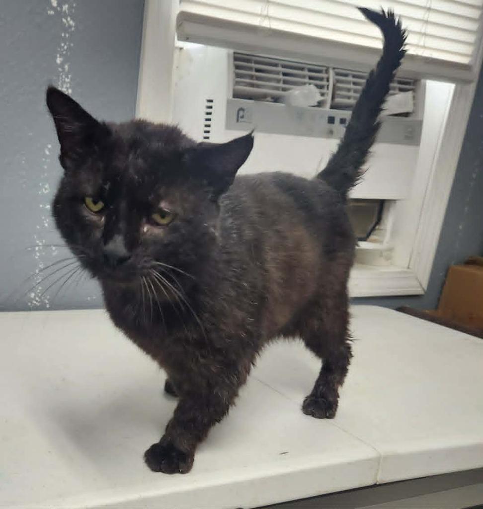 Romeo, Adoptable, Adult Male Domestic Short Hair.