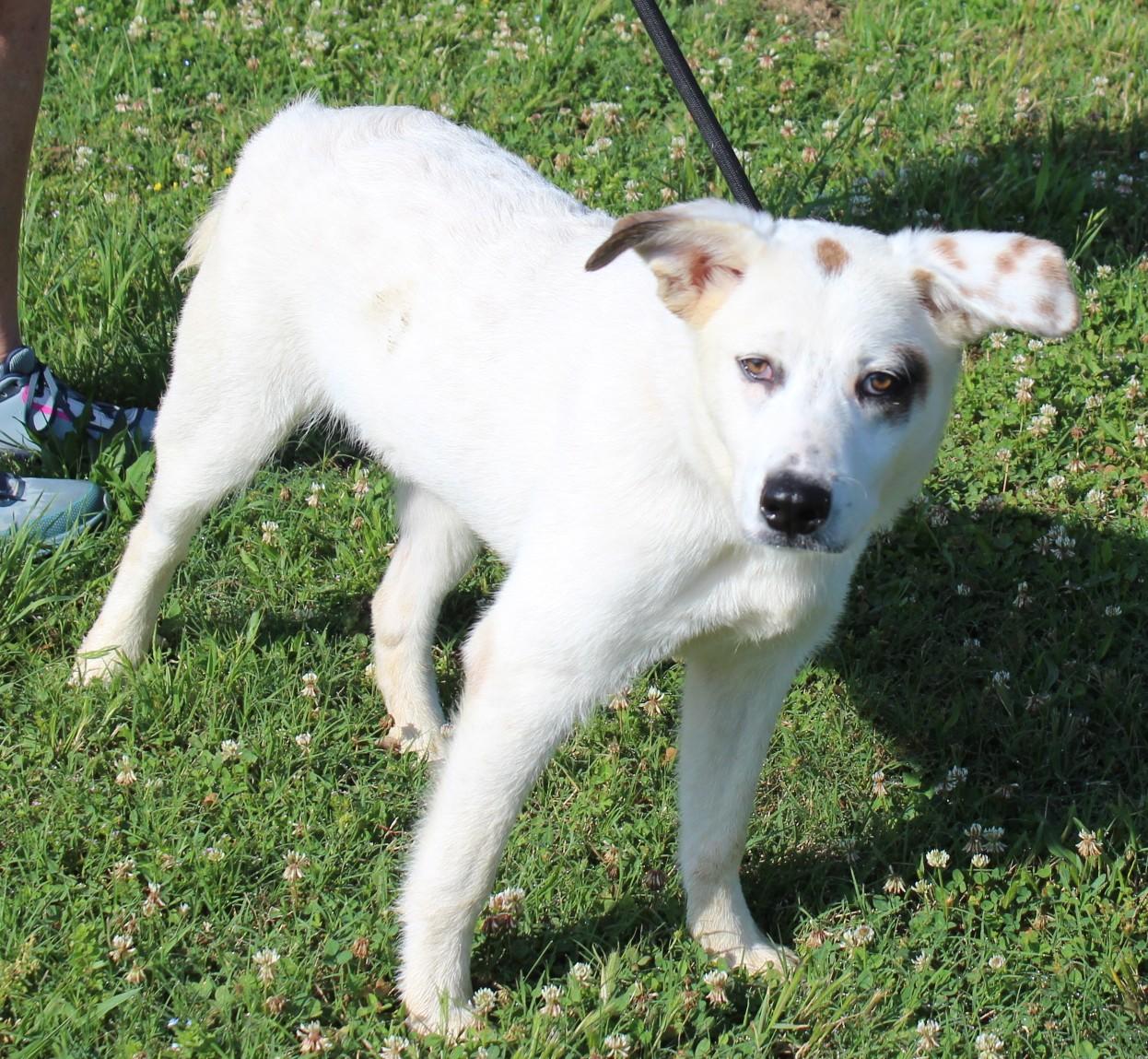 ZUES, adopted, Young Male Australian Cattle Dog / Blue Heeler.