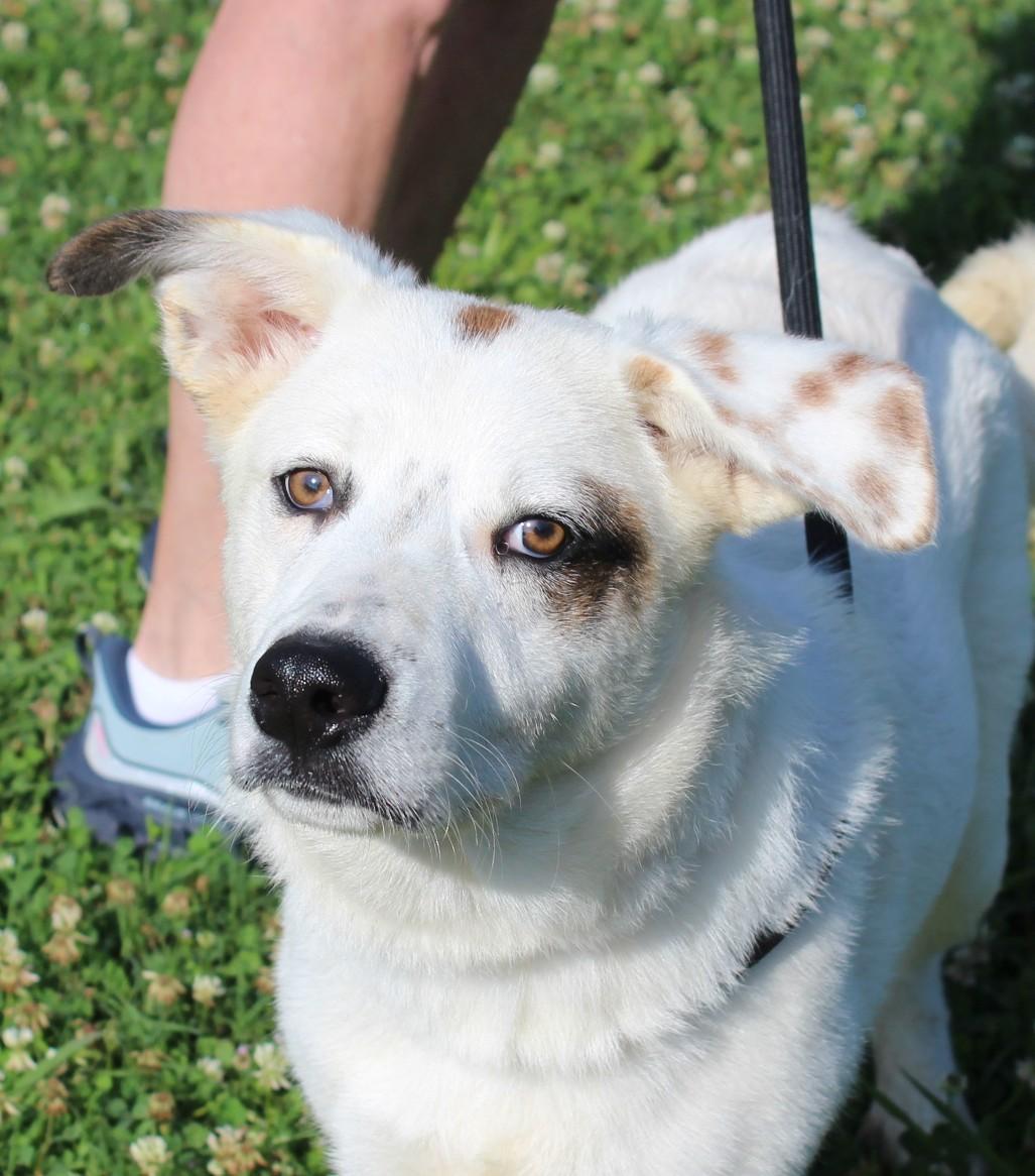 ZUES, an adopted mixed breed in Claremore, OK image 3/3