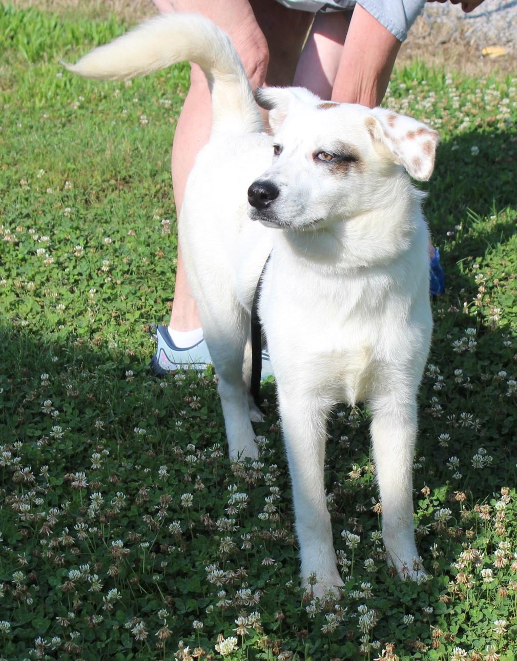 ZUES, an adopted mixed breed in Claremore, OK image 2/3