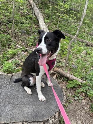 Nala, Adoptable, Adult Female Mixed Breed & Mixed Breed.