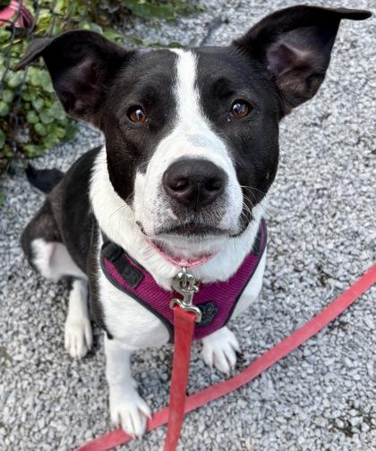 Enlarge Nala, a Adoptable mixed breed in Cincinnati, OH image 2/3