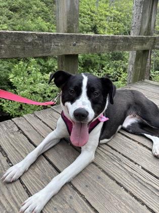 Enlarge Nala, a Adoptable mixed breed in Cincinnati, OH image 3/3