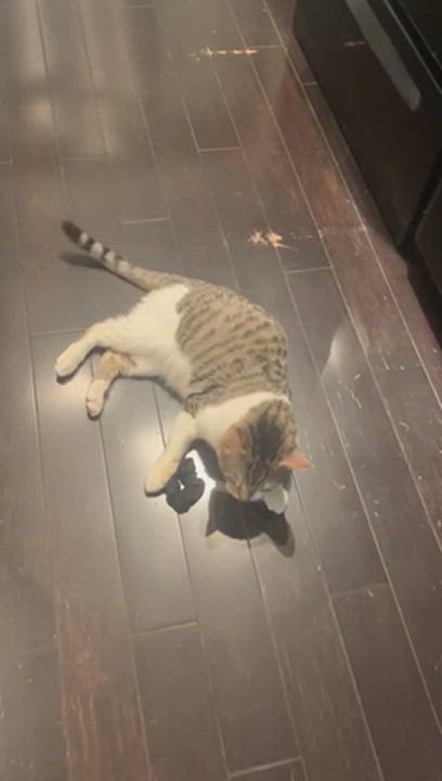 Enlarge Tishi, a Adopted Domestic Short Hair in Toronto, ON video 2/3