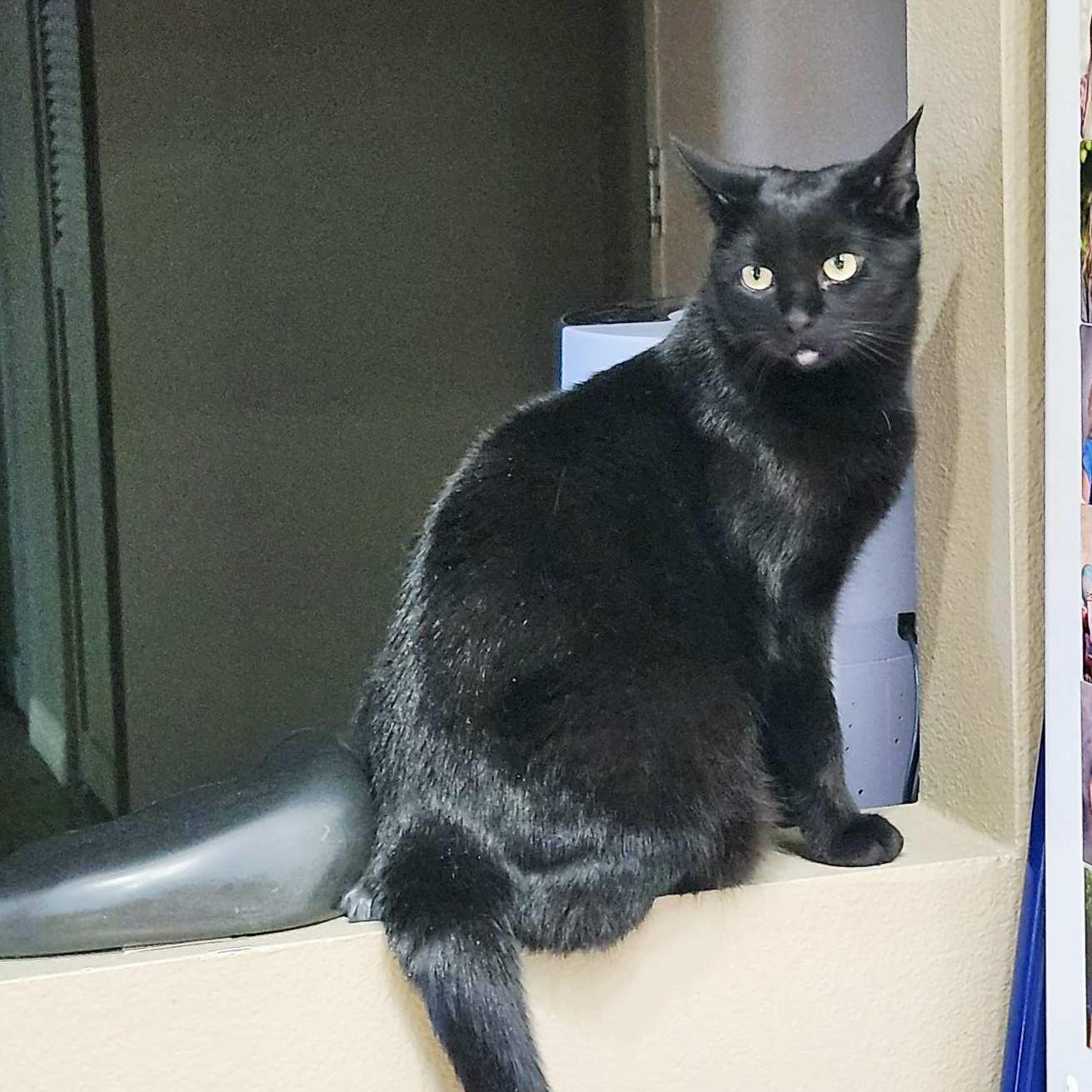 Alexis, an adoptable Domestic Short Hair in Calgary, AB, T2E 3Z7 | Photo Image 1