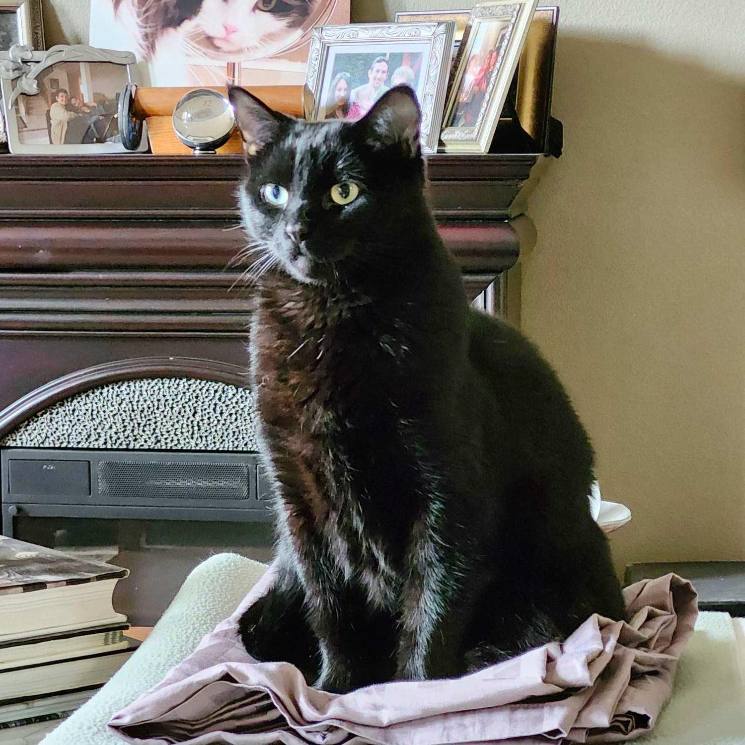 Alexis, an adoptable Domestic Short Hair in Calgary, AB, T2E 3Z7 | Photo Image 2