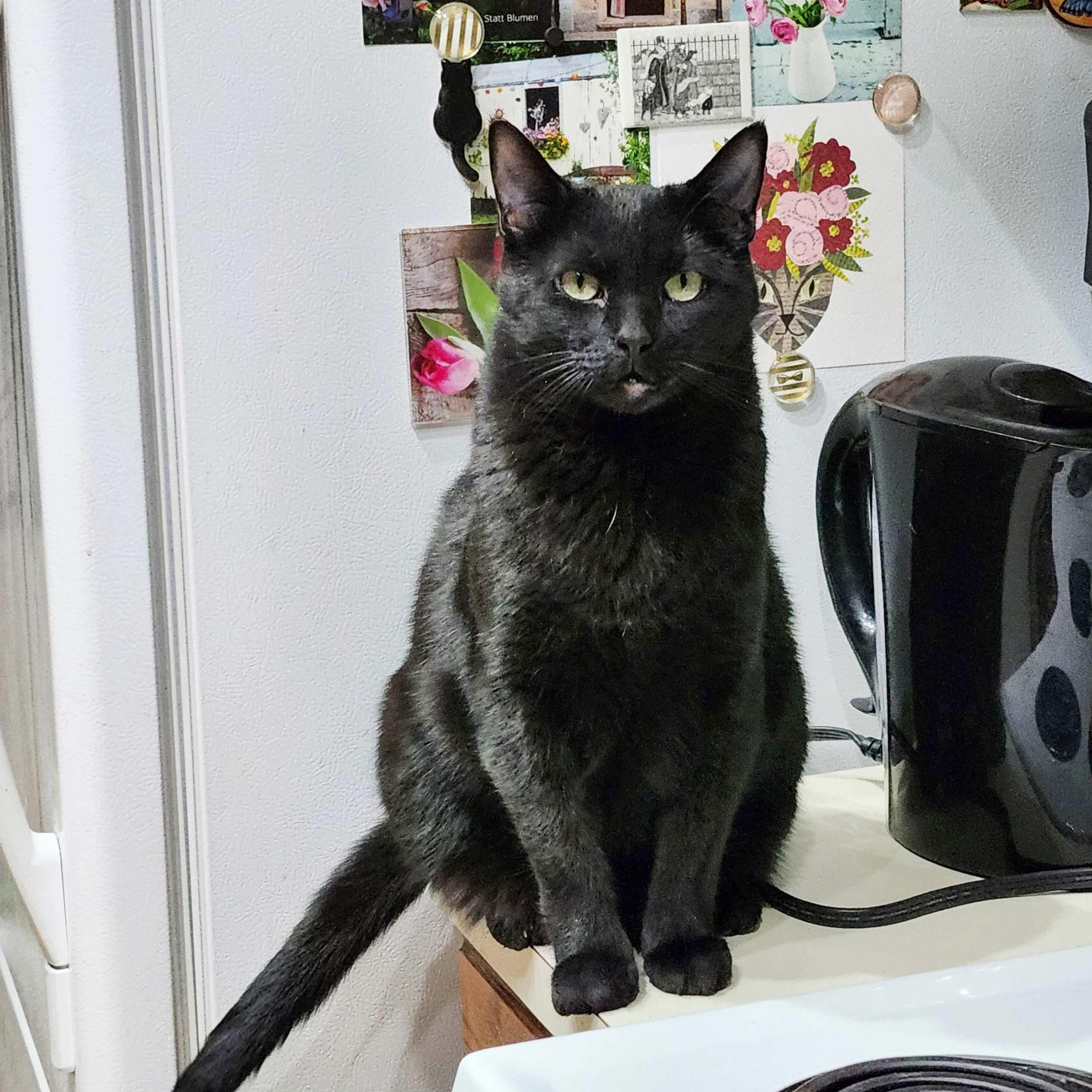 Alexis, an adoptable Domestic Short Hair in Calgary, AB, T2E 3Z7 | Photo Image 3