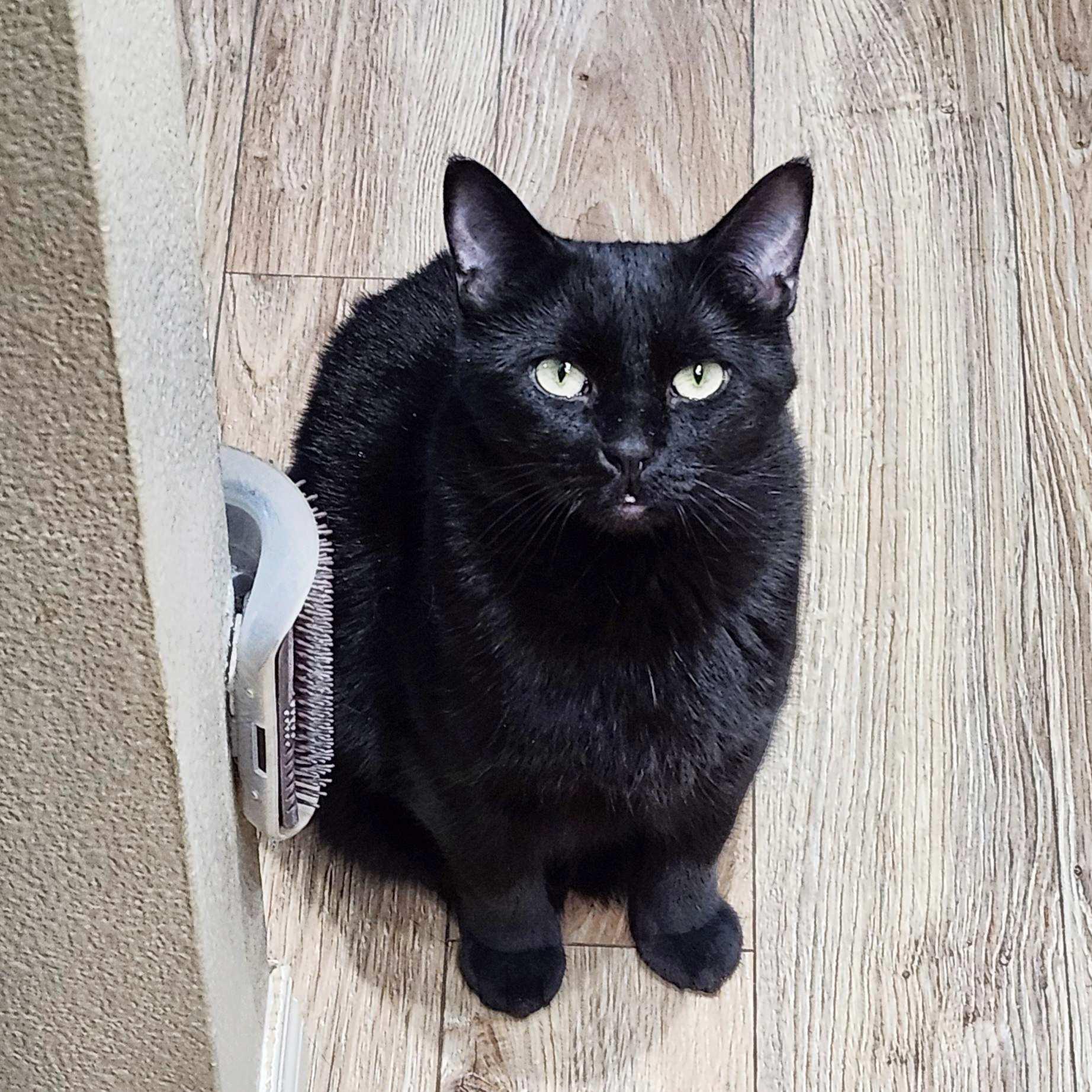 Alexis, an adoptable Domestic Short Hair in Calgary, AB, T2E 3Z7 | Photo Image 5
