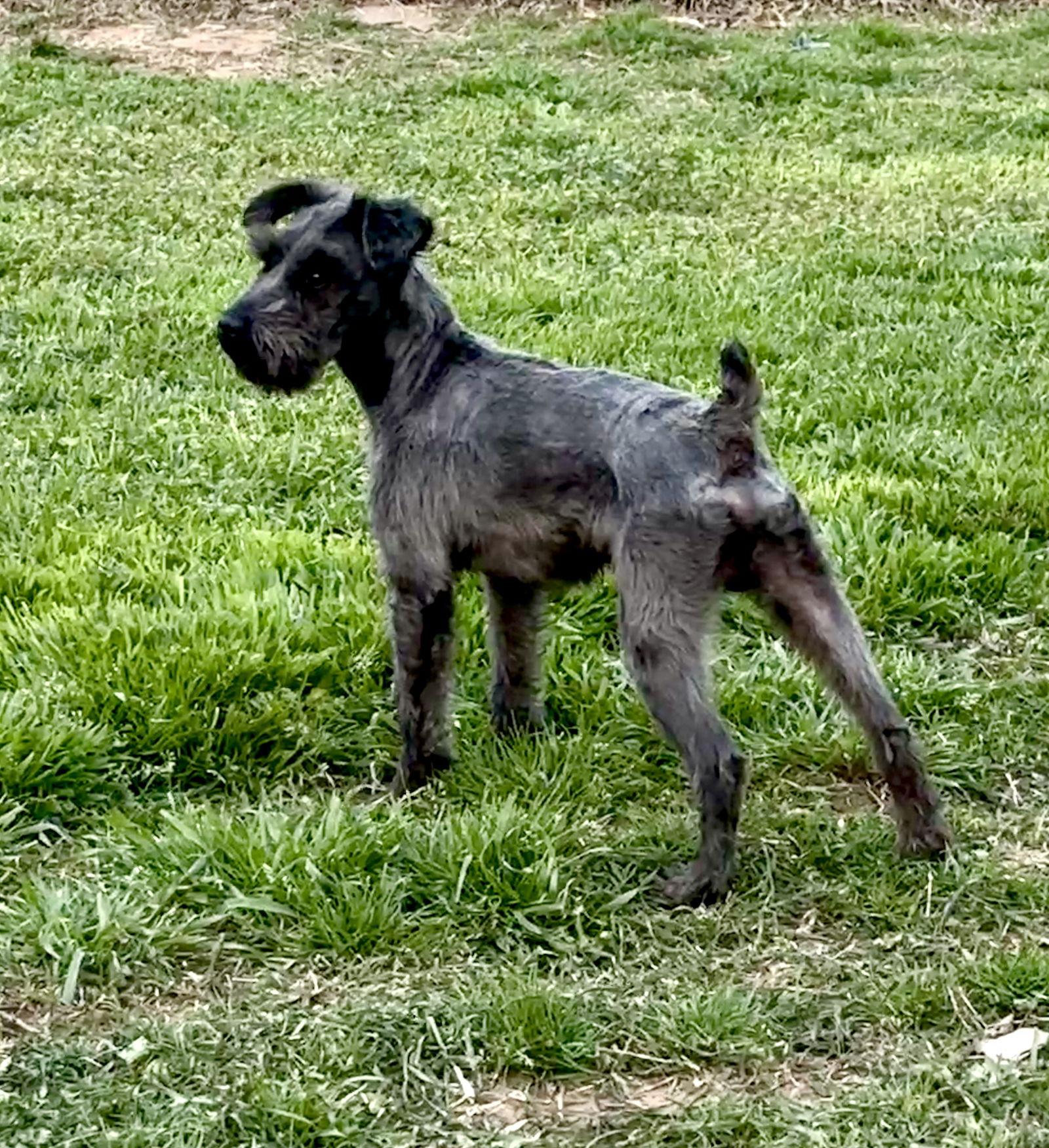 Brody, Adopted, Young Male Schnauzer.
