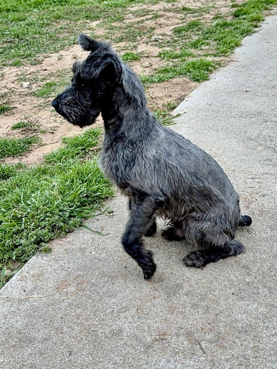 Enlarge Brody, a Adopted Schnauzer in Prague, OK image 2/3